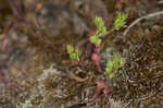 Butler's sandparsley